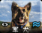 Adogicon.png