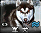 Dogicon.png